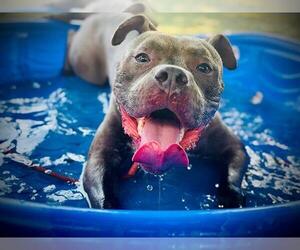 American Pit Bull Terrier Dogs for adoption in Orlando, FL, USA