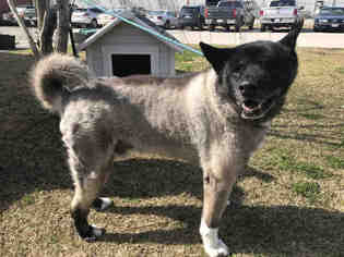 Akita Dogs for adoption in Rosenberg, TX, USA