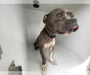 American Pit Bull Terrier Dogs for adoption in Houston, TX, USA