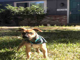 Schweenie Dogs for adoption in San Antonio, TX, USA