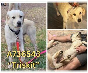 Labrador Retriever-Unknown Mix Dogs for adoption in San Antonio, TX, USA