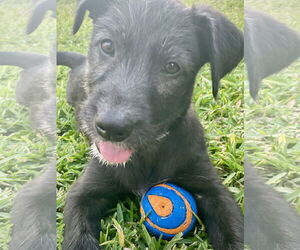 Mutt Dogs for adoption in The Woodlands, TX, USA