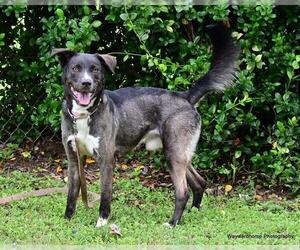 Huskies -Unknown Mix Dogs for adoption in Ocala, FL, USA