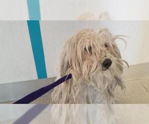 Lhasa Apso Dogs for adoption in Rancho Cucamonga, CA, USA