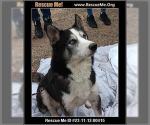 Siberian Husky Dogs for adoption in Benton, PA, USA