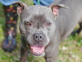 American Pit Bull Terrier Dogs for adoption in Anniston, AL, USA