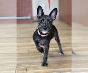 Mutt Dogs for adoption in Valrico, FL, USA