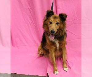 Collie-Unknown Mix Dogs for adoption in Hughesville, MD, USA