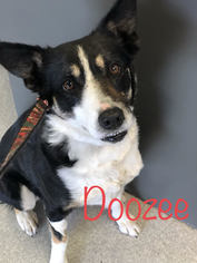 Border Collie Dogs for adoption in Sonora, CA, USA