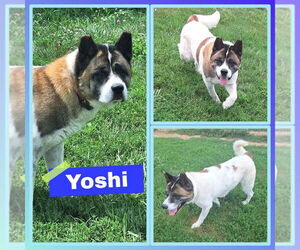 Akita Dogs for adoption in Pierceton , IN, USA