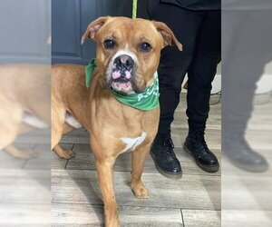 Boxer-Unknown Mix Dogs for adoption in Redlands, CA, USA