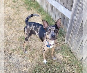 Catahoula Leopard Dog-Unknown Mix Dogs for adoption in Austin, TX, USA