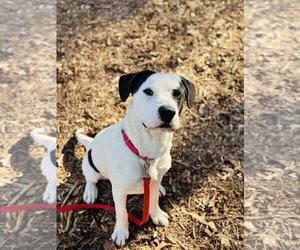 Pointer-Unknown Mix Dogs for adoption in Clarkesville, GA, USA