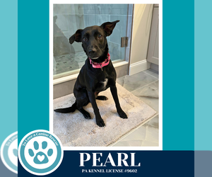 Chihuahua-Labrador Retriever Mix Dogs for adoption in Kimberton, PA, USA