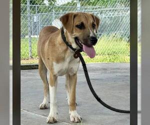 Labrador Retriever-Unknown Mix Dogs for adoption in Conroe, TX, USA