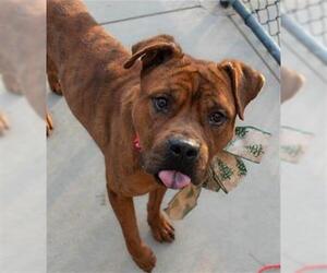American Pit Bull Terrier-Unknown Mix Dogs for adoption in Tulsa, OK, USA