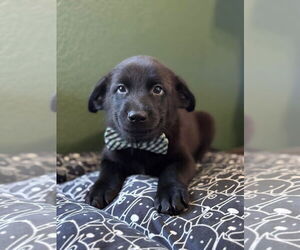 Labrador Retriever-Unknown Mix Dogs for adoption in San Diego, CA, USA