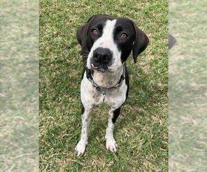 Pointer-Unknown Mix Dogs for adoption in Naples, FL, USA