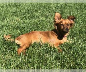 Papshund Dogs for adoption in Menifee, CA, USA
