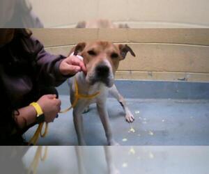 Mutt Dogs for adoption in Tulsa, OK, USA