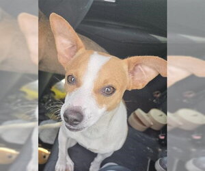 Chihuahua Dogs for adoption in San Antonio, TX, USA