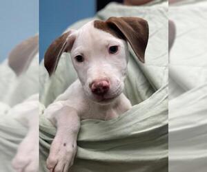 Lab-Pointer Dogs for adoption in Sugar Land, TX, USA