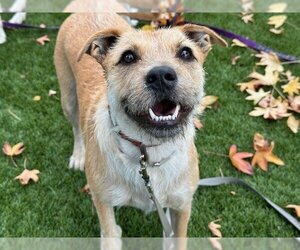 Border Terrier Dogs for adoption in Downey, CA, USA