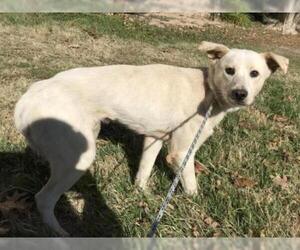 Borador Dogs for adoption in San Antonio, TX, USA