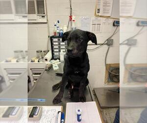 Labrador Retriever-Unknown Mix Dogs for adoption in San Andreas, CA, USA