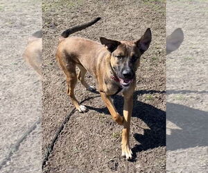 German Shepherd Dog-Unknown Mix Dogs for adoption in Virginia Beach, VA, USA