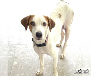 Labrador Retriever-Retriever  Mix Dogs for adoption in Washington, DC, USA