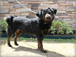 Medium Photo #1 Collie-Rottweiler Mix Puppy For Sale in Pasadena, TX, USA