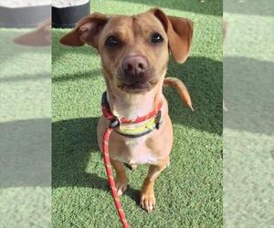 Dachshund-Unknown Mix Dogs for adoption in Woodland, CA, USA