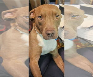 American Pit Bull Terrier-Unknown Mix Dogs for adoption in Ocoee, FL, USA