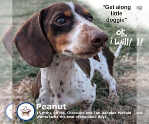 Dachshund Dogs for adoption in Shelbyville, TN, USA