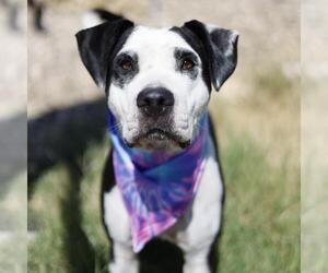 American Staffordshire Terrier-Unknown Mix Dogs for adoption in San Antonio, TX, USA