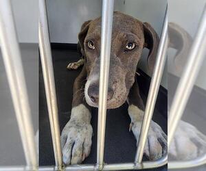 American Pit Bull Terrier Dogs for adoption in Bakersfield, CA, USA