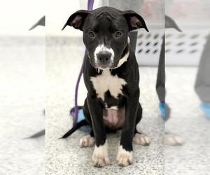 American Staffordshire Terrier-Labrador Retriever Mix Dogs for adoption in Canfield, OH, USA