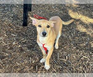 Chihuahua Dogs for adoption in Orange, CA, USA