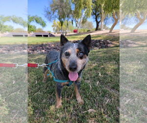 Mutt Dogs for adoption in Chandler, AZ, USA