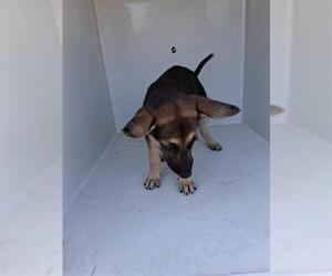 German Shepherd Dog-Unknown Mix Dogs for adoption in Houston, TX, USA