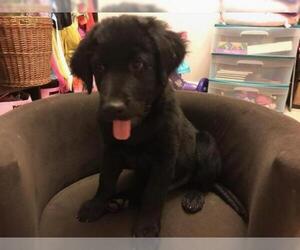 Labrador Retriever-Unknown Mix Dogs for adoption in Sumter, SC, USA