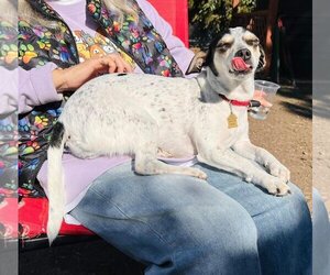 Rat Terrier-Unknown Mix Dogs for adoption in Seal Beach, CA, USA