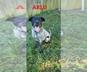 Mutt Dogs for adoption in Bardstown, KY, USA