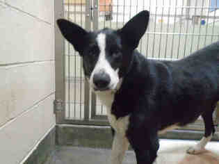 Border Collie Dogs for adoption in Upland, CA, USA