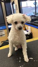 Poodle (Miniature) Dogs for adoption in Ponca City, OK, USA