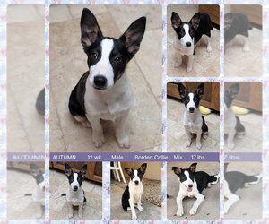 Border Collie-Unknown Mix Dogs for adoption in Mesa, AZ, USA