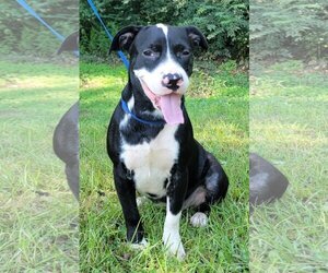 Bullypit Dogs for adoption in Wetumpka, AL, USA