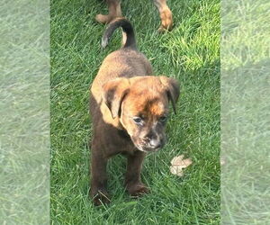 Labrador Retriever-Unknown Mix Dogs for adoption in Lakewood, CO, USA