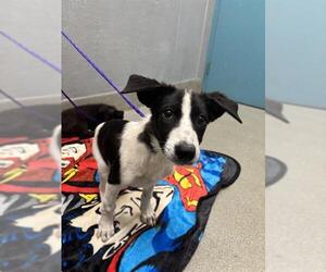 Chihuahua-Unknown Mix Dogs for adoption in Las Vegas, NV, USA